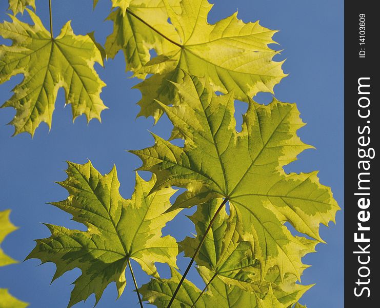 Fresh springtime green leafs on the crystal blue sky. Fresh springtime green leafs on the crystal blue sky