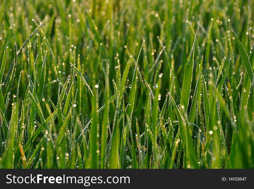 Fresh green dew grass in the early morning sun