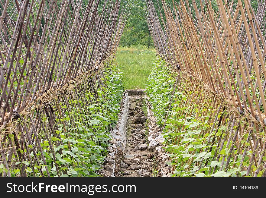 Kidney airs, being the growth of kidney beans, with woven bamboo shelves, is a traditional Chinese vegetable varieties.