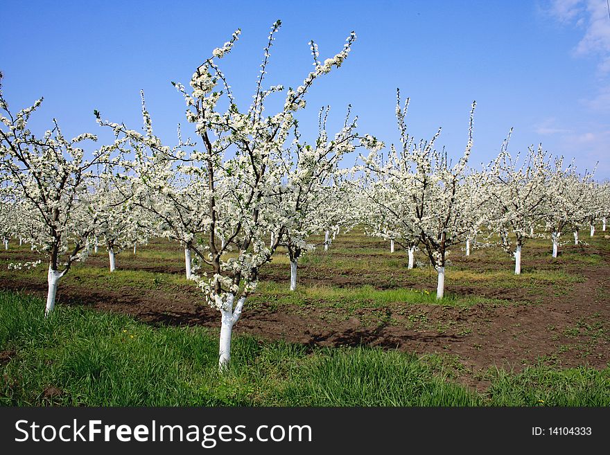 Flowering fruit trees and spring garden. Flowering fruit trees and spring garden