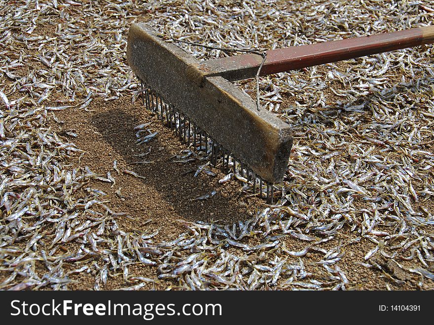 Small fish market in Africa