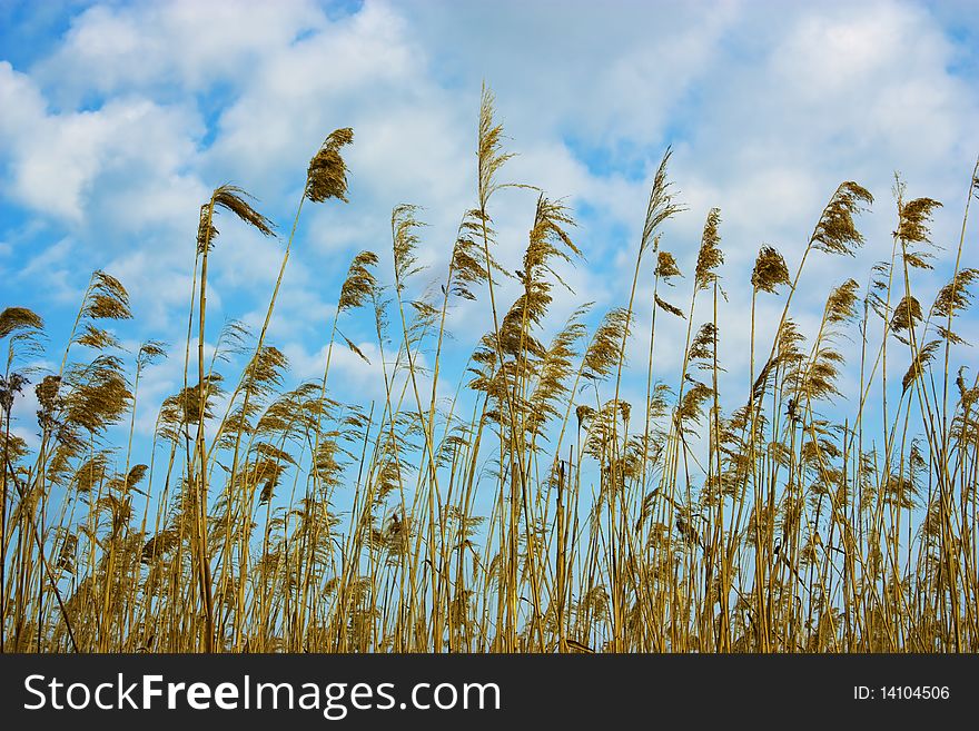 Dry reed against the blue sky with clouds. Early spring.