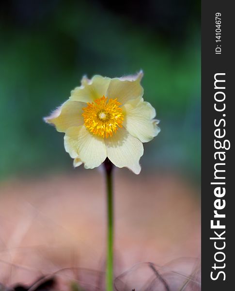 Spring flower fresh head snowdrop. Spring flower fresh head snowdrop