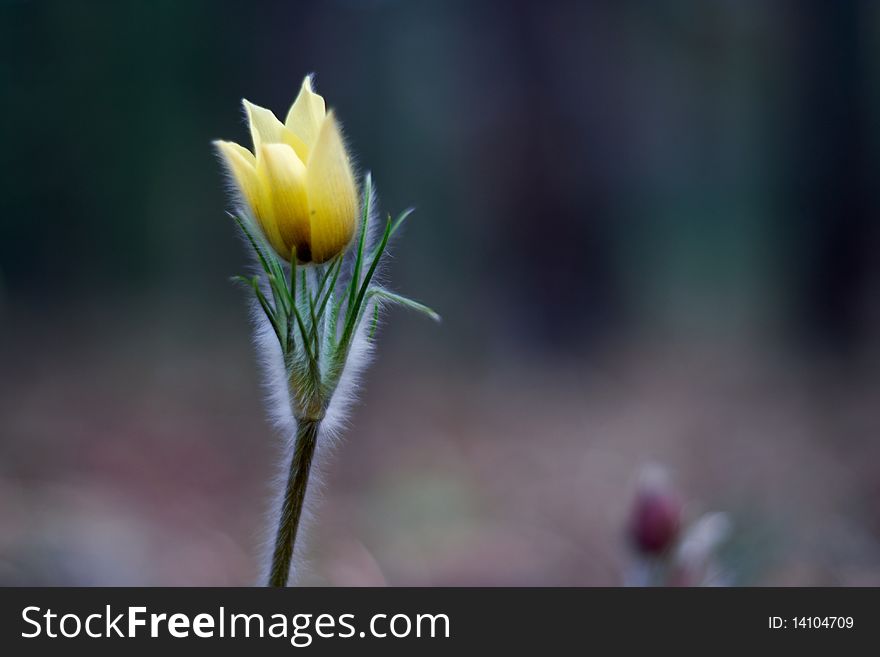 Spring flower fresh head snowdrop. Spring flower fresh head snowdrop