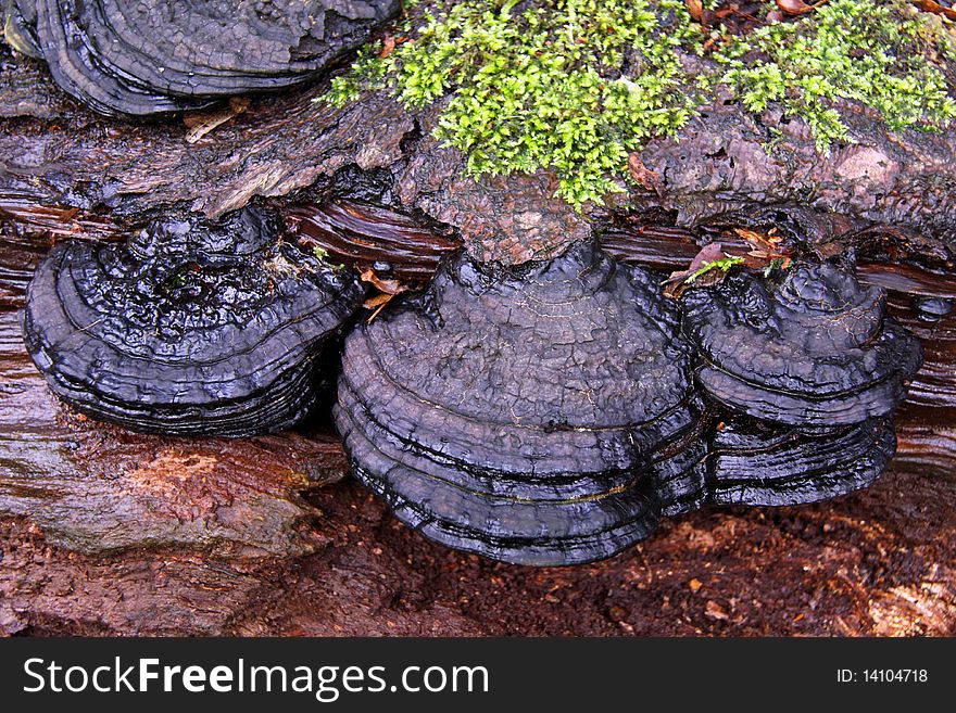 Bracket Fungi on an old dead Silver Birch tree