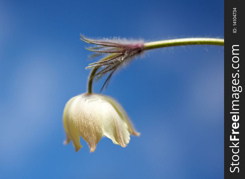 Spring flower fresh head snowdrop. Spring flower fresh head snowdrop