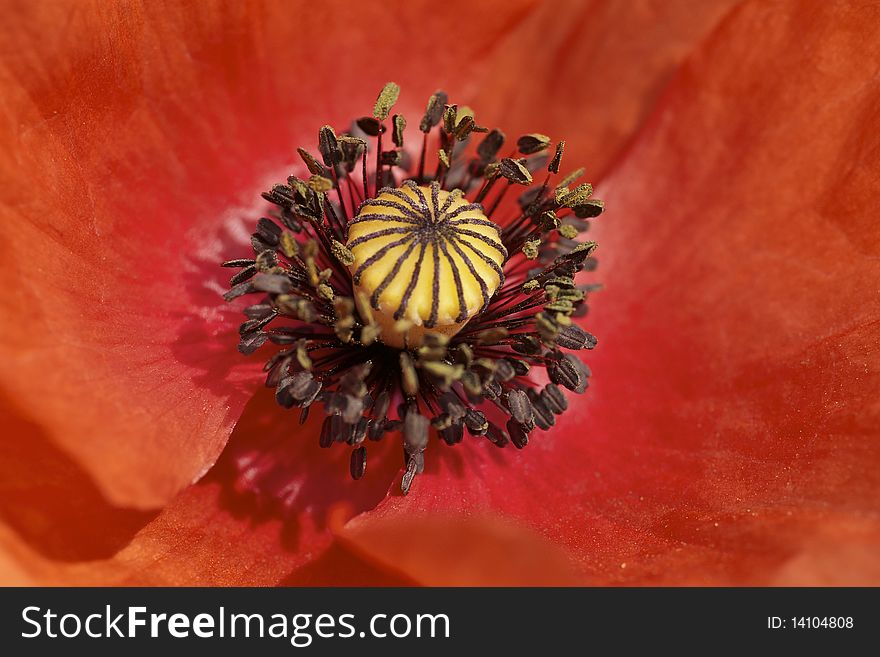 Poppy macro detail of center  very closeup stems