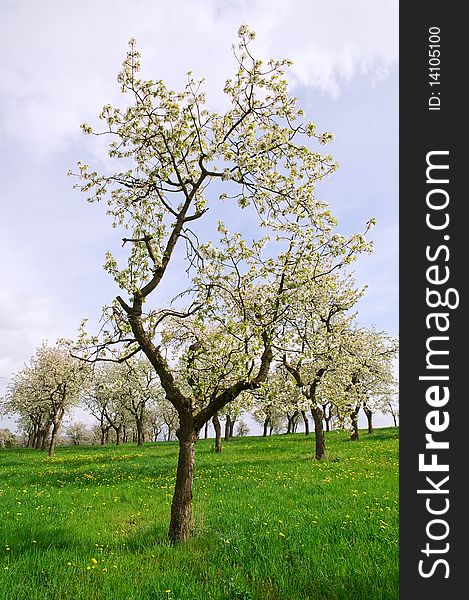 Many growing trees on the spring meadow. Many growing trees on the spring meadow.