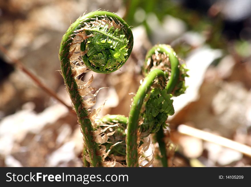 Three unfurling fern fronds surrounded with fallen dried leaves.