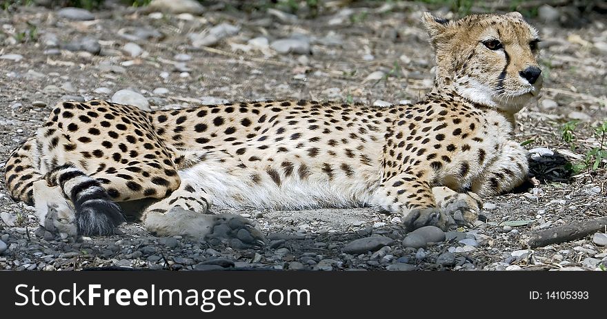 Cheetah. Latin name - Acinonyx jubatus. Cheetah. Latin name - Acinonyx jubatus