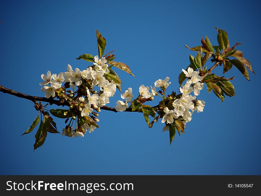 Blossoming twig of cherry-tree on blue sky background. Blossoming twig of cherry-tree on blue sky background