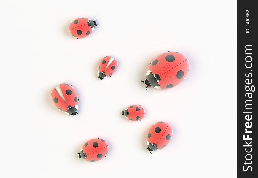 Several ladybirds on white background