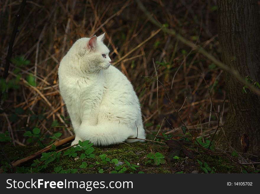 White cat sitting in the forest