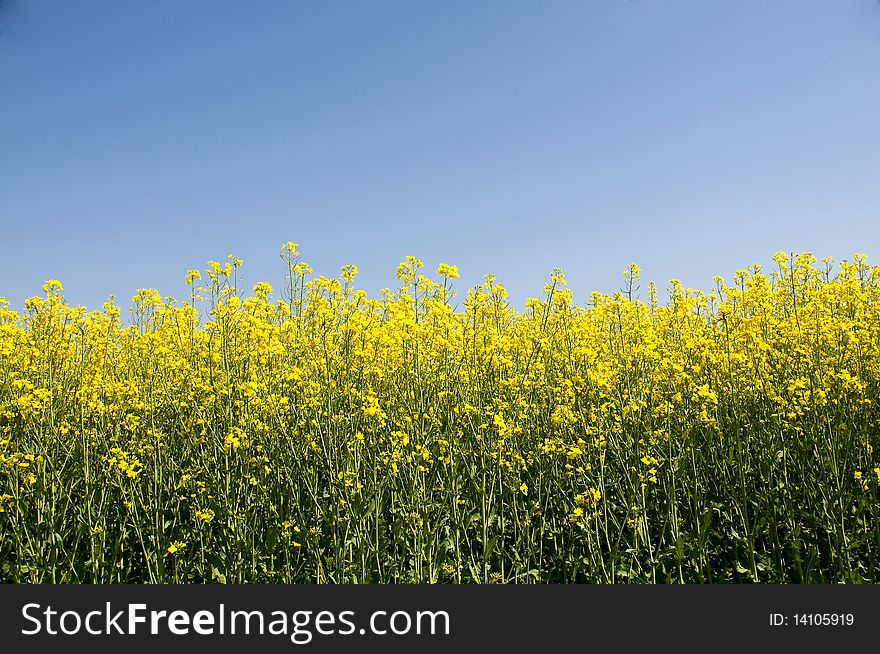 Beautiful rape field on a clear blue sky of spring. Beautiful rape field on a clear blue sky of spring