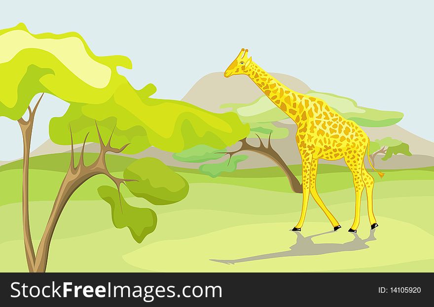 Giraffe in the wild nature