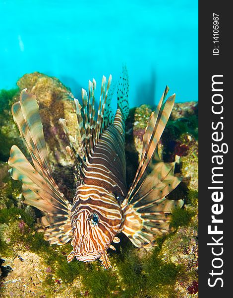 Volitan Lionfish in Saltwater Aquarium. Volitan Lionfish in Saltwater Aquarium