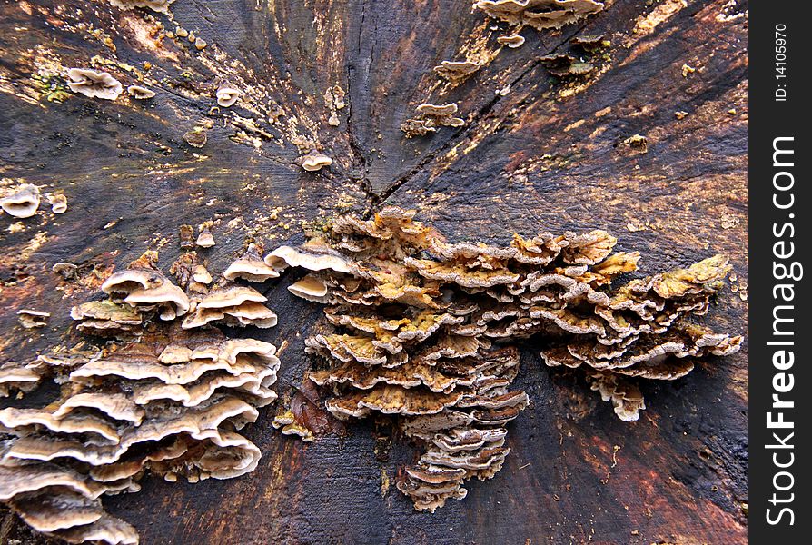 Bracket Fungi on an old dead Silver Birch tree in a forest. Bracket Fungi on an old dead Silver Birch tree in a forest