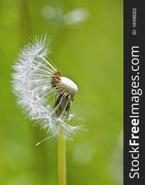 Flower blowball dandelion with blur background