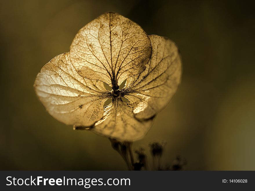 Beautiful, almost glowing, purple hydrangea flower.