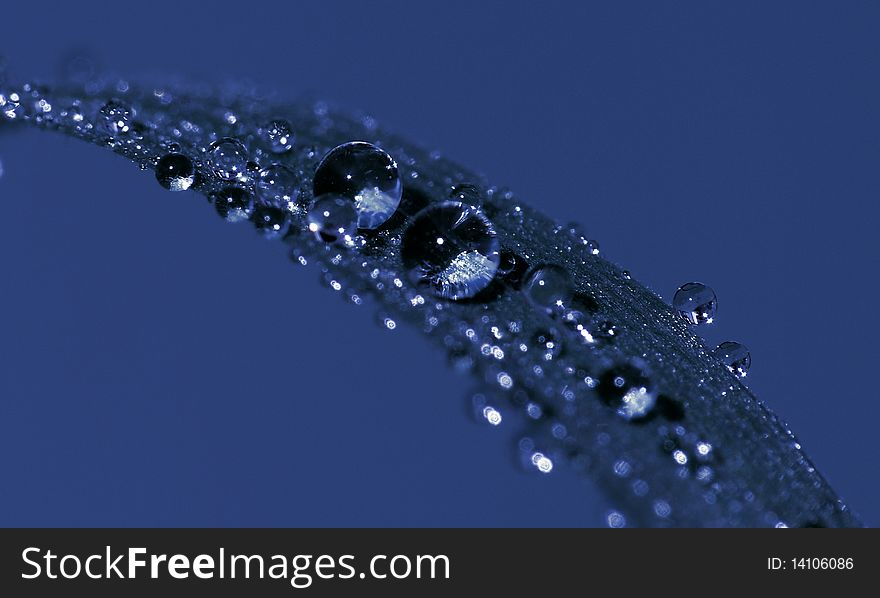 Water drops of blue grass