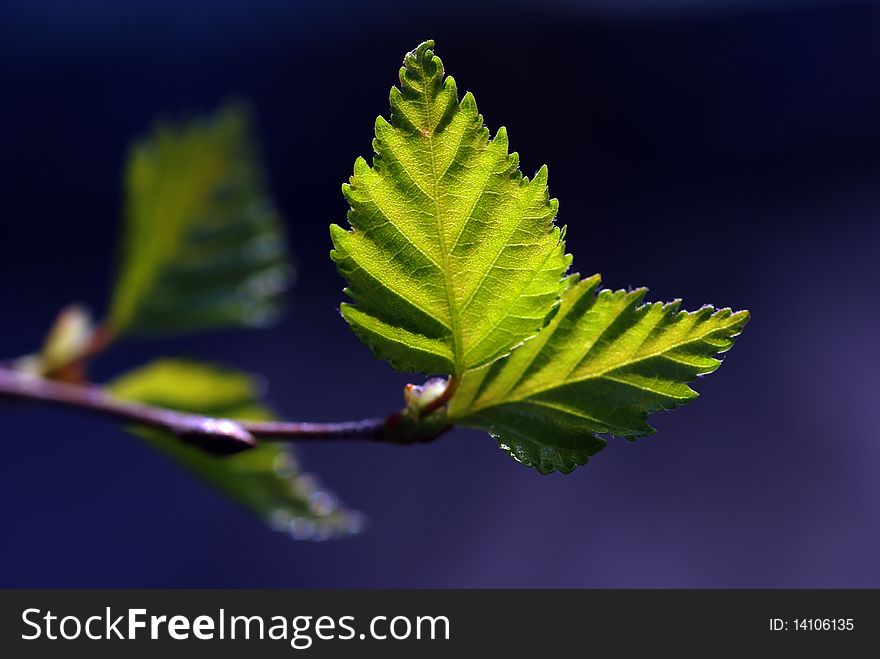 Green leaves with sun ray and blue background