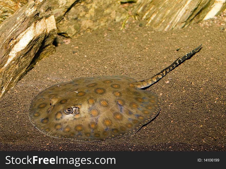 Round Sting Ray In Aquarium