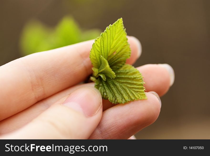 Young green leaves in a female hand. Young green leaves in a female hand