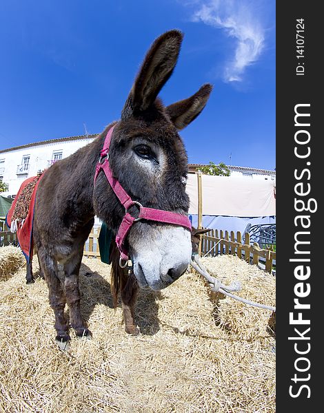 Farmland and  Donkey head portrait