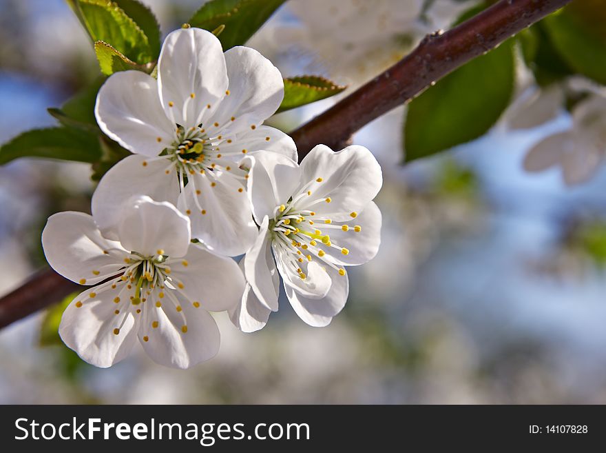 White bright spring flowers shined by the spring sun on a background of the blue sky. White bright spring flowers shined by the spring sun on a background of the blue sky