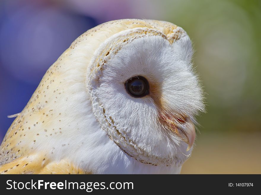 Owl portrait picture white bird