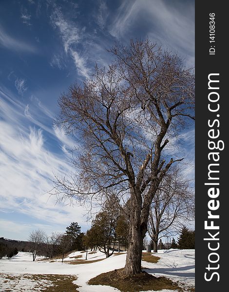 Textured Blue sky with clouds and bare tree. Textured Blue sky with clouds and bare tree