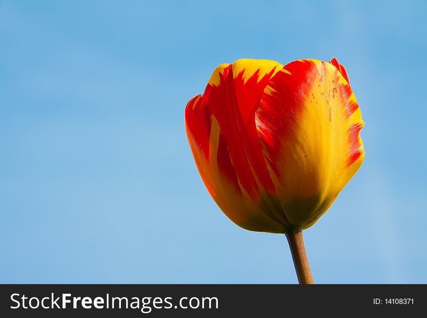 Dutch tulip enjoying the nice weather and the clear blue sky. Dutch tulip enjoying the nice weather and the clear blue sky