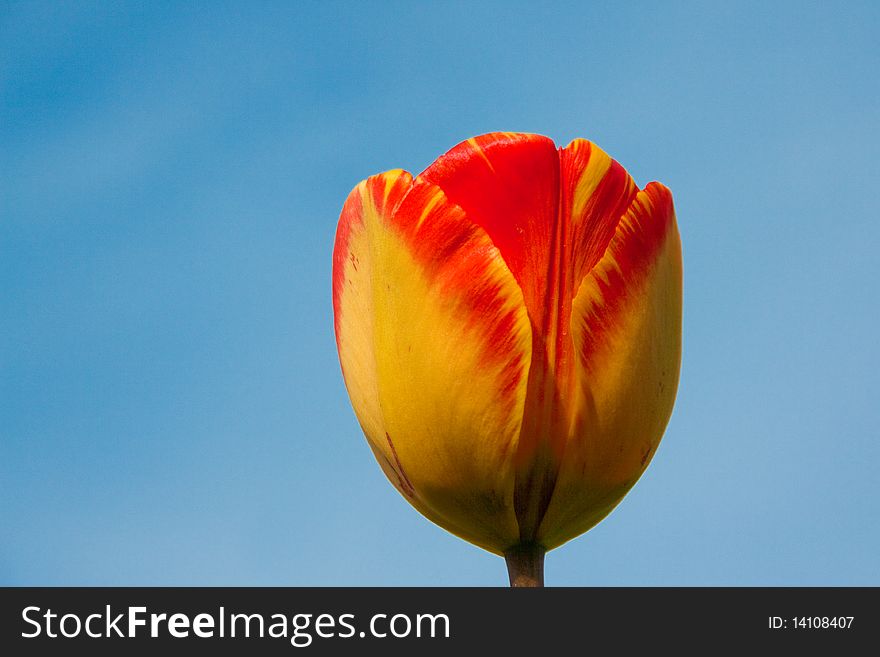 Dutch tulip enjoying the nice weather and the clear blue sky. Dutch tulip enjoying the nice weather and the clear blue sky