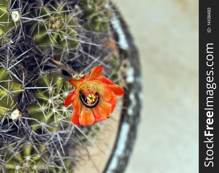 Caterpiller in a red Cactus Flower closeup. Caterpiller in a red Cactus Flower closeup