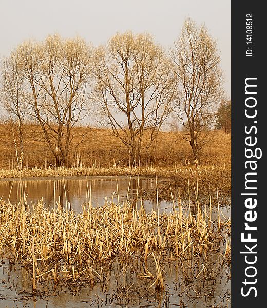 The old pond covered by a cane with willows on coast