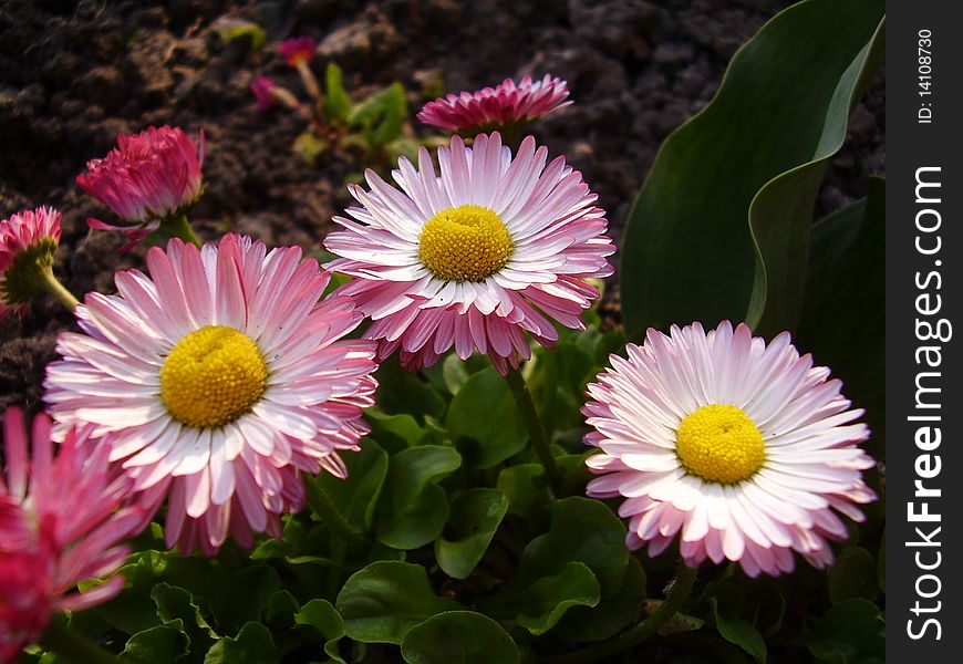 Daisy at the house. The photo is made 05.05.2006Ð³.