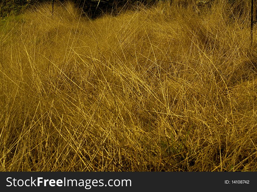 View of golden hayfield