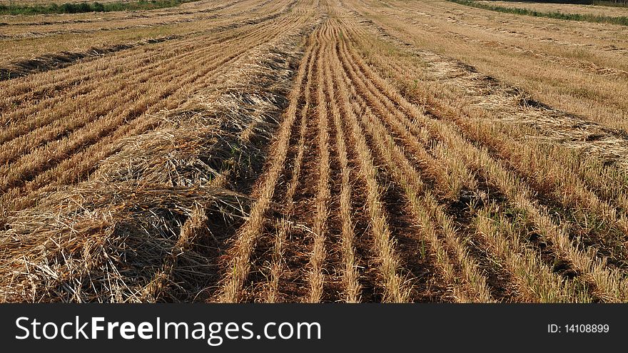 View on field whereupon harvest