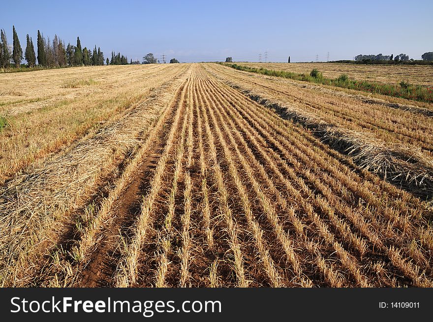 View on field whereupon harvest