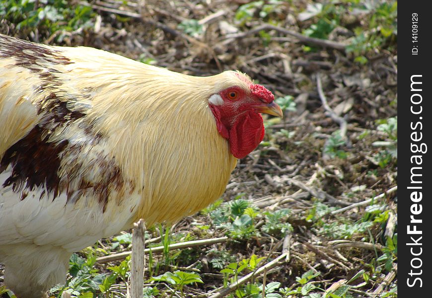 Beautiful cock closeup at the farm