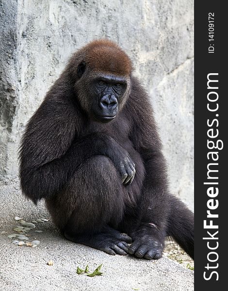 Female lowland gorilla with a thoughtful expression.