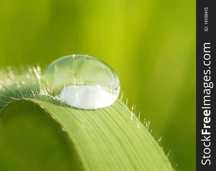 Morning dew on a green grass