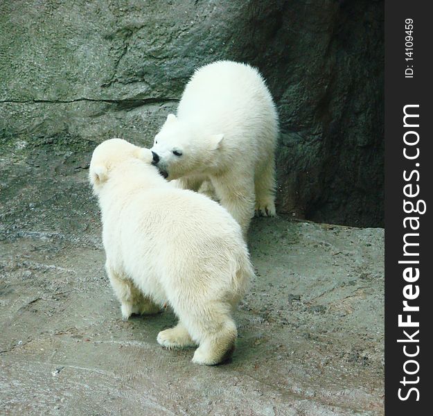 Cubs of a polar bear of furious northern predator
