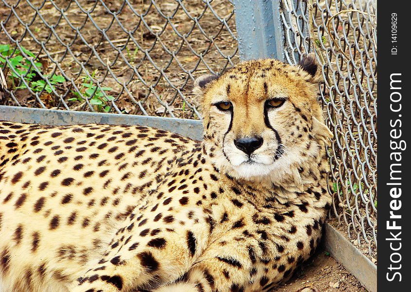 Cheetah lying on a grass, leant against a grid in a zoo