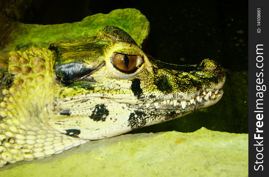 Head of a small green crocodile with black stains