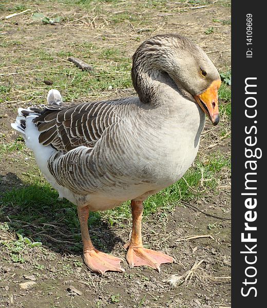 Free-range goose on a farm