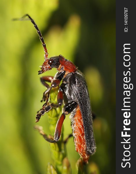 The macro of longhorn beetle - strangalia melanura.