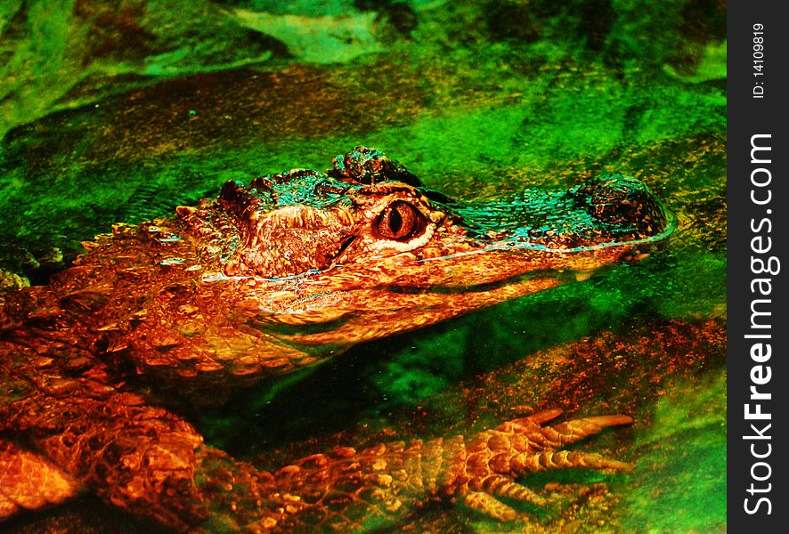 Crocodile in water, eyes and nostrils over a water surface