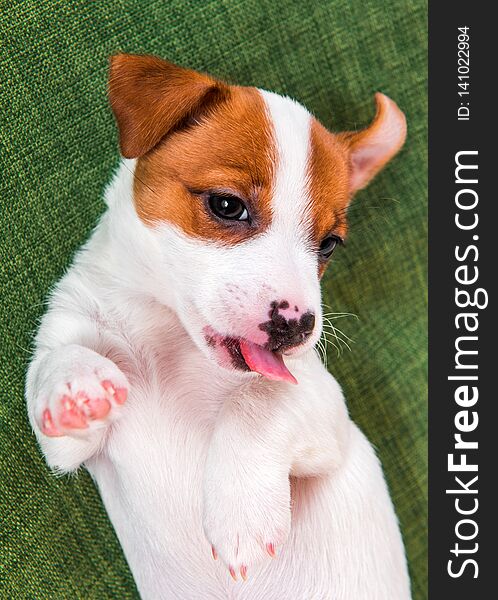 Cute puppy is playing with their paws up on a knitted green sweater. Dog is lying sweet. Funny pet. Cute puppy is playing with their paws up on a knitted green sweater. Dog is lying sweet. Funny pet