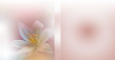 Wedding Invitation,anniversary Greeting Card.Beautiful Blurred Nature Background.Banner For Website.Floral Design.Artistic Flowers Royalty Free Stock Image Wedding Invitation,anniversary Greeting Card.Beautiful Blurred Nature Background.Banner For Website.Floral Design.Artistic Flowers Royalty Free Stock Image